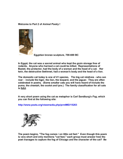 Animal Poetry Part 2 CATS