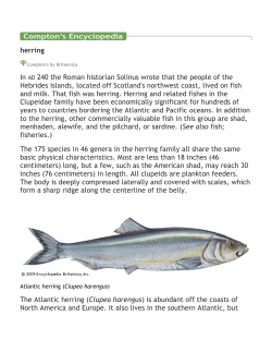 herring In AD 240 the Roman historian Solinus wrote that the people