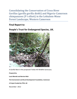 Consolidating the Conservation of Cross River Gorillas (gorilla