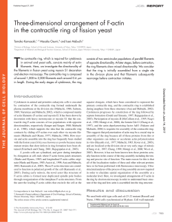 Three-dimensional arrangement of F-actin in the contractile ring of