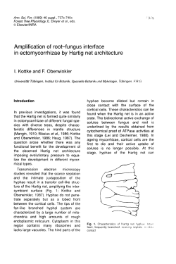 fungus interface in ectomycorrhizae by Hartig net architecture