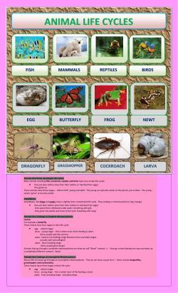 animal life cycles