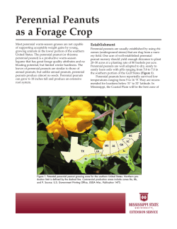 P2624 Perennial Peanuts as a Forage Crop