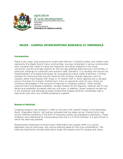Maize - Cowpea Intercropping Research at Impendhle