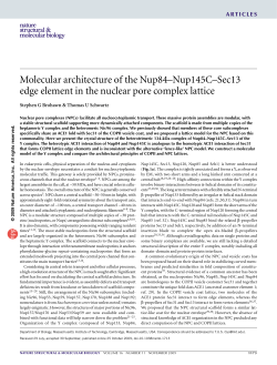 Molecular architecture of the Nup84&ndash;Nup145C