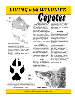 Coyotes - Internet Center for Wildlife Damage Management