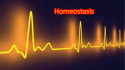 Homeostasis