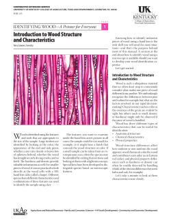 Identifying Wood: A Primer for Everyone, Part 1