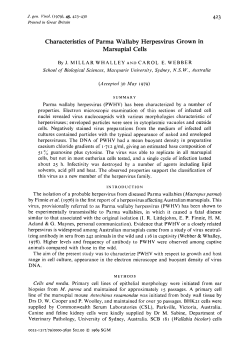 Characteristics of Parma Wallaby Herpesvirus Grown in Marsupial