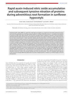 Rapid auxin-induced nitric oxide accumulation and subsequent