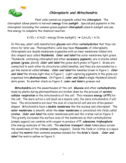Chloroplasts and Mitochondria