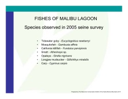 Fishes of Malibu Lagoon - Resource Conservation District of the