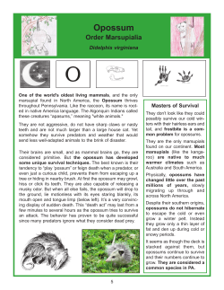 Opossum - yorkccd.org