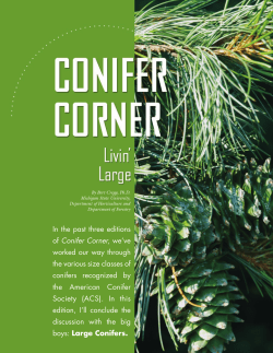Large conifers - Department of Horticulture