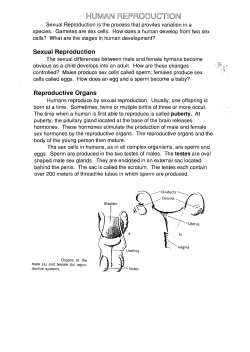 Sexual Reproduction Reproductive Organs