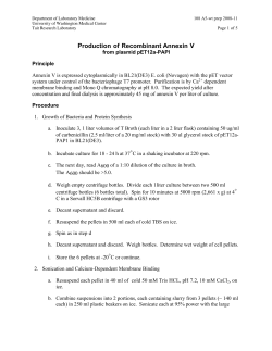 Production of Recombinant Annexin V