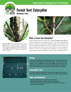 Forest Tent Caterpillar