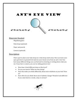 Ant`s Eye View