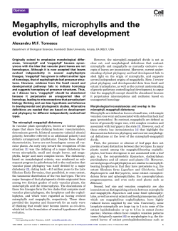 Megaphylls, microphylls and the evolution of leaf development
