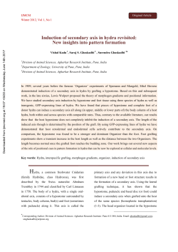 Induction of secondary axis in hydra revisited: New insights