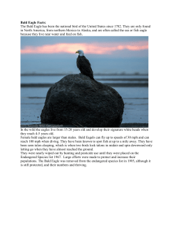 Bald Eagle Facts: The Bald Eagle has been the national bird of the