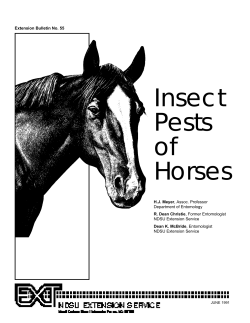 Insect Pests of Horses