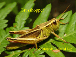 Grasshopper - Parma City School District