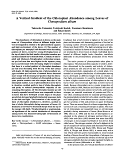 A Vertical Gradient of the Chloroplast Abundance among Leaves of