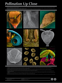 SEM Pollinator - UH Honeybee Project