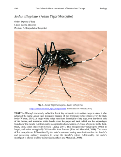 Aedes albopictus (Asian Tiger Mosquito)