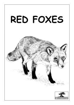 Key Stage 2 Red Foxes