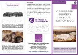 CAESAREAN SURGERY IN YOUR CAT OR DOG