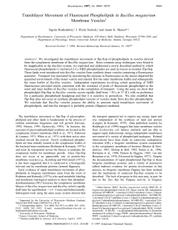 Transbilayer Movement of Fluorescent Phospholipids