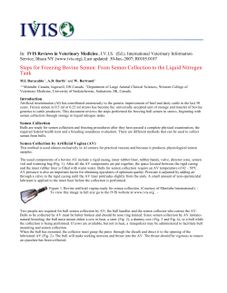 Steps for Freezing Bovine Semen