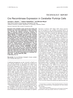 Cre Recombinase Expression in Cerebellar Purkinje Cells