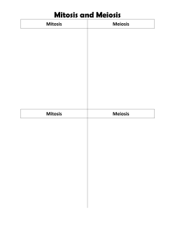 Mitosis and Meiosis - Coventry Local Schools