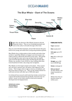 The Blue Whale &ndash; Giant of The Oceans