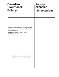 and Larger Vascular Rays in Sugar Maples of High