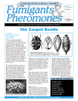 The Carpet Beetle