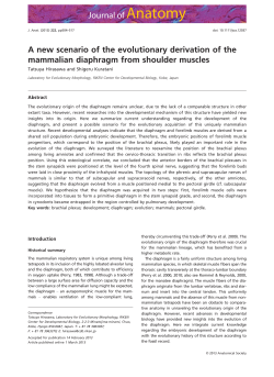 A new scenario of the evolutionary derivation of the mammalian