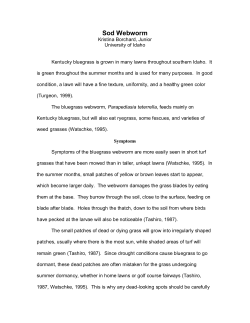 Sod Webworm - University of Idaho Extension