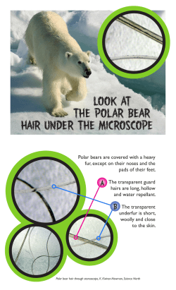 Look at the polar bear hair under the microscope