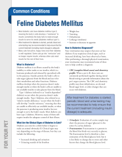 Feline Diabetes Mellitus