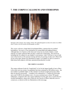 7. the corpus callosum and stereopsis