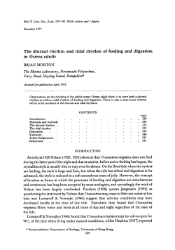 The diurnal rhythm and tidal rhythm of feeding