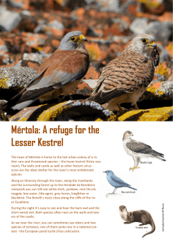 M&eacute;rtola: A refuge for the Lesser Kestrel