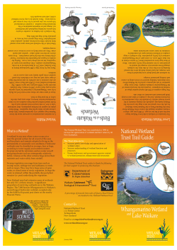 Whangamarino Wetland Lake Waikare Birds Waikato Wetlands