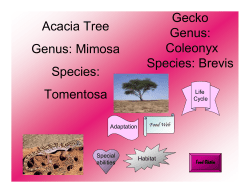 Gecko Genus: Coleonyx Species: Brevis Acacia Tree Genus