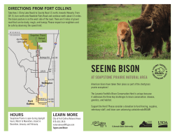 seeing bison - City of Fort Collins