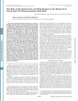 The Role of the Escherichia coli Mug Protein in the Removal of